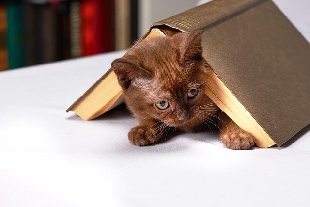 Katze unter Buch