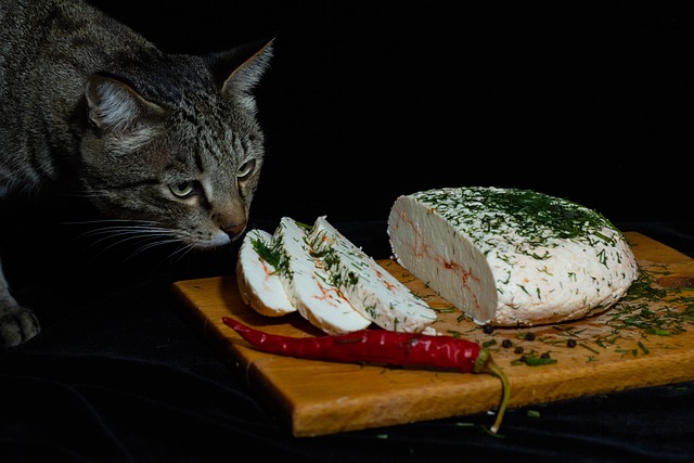 Katzen Käse