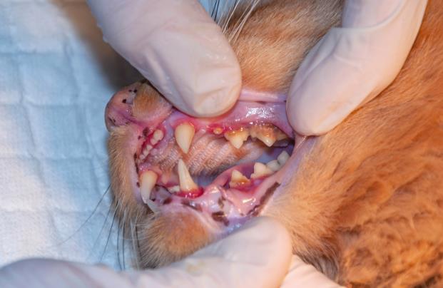 Felines Leukämie Virus‑Infektion