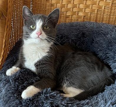 Kater Carlo