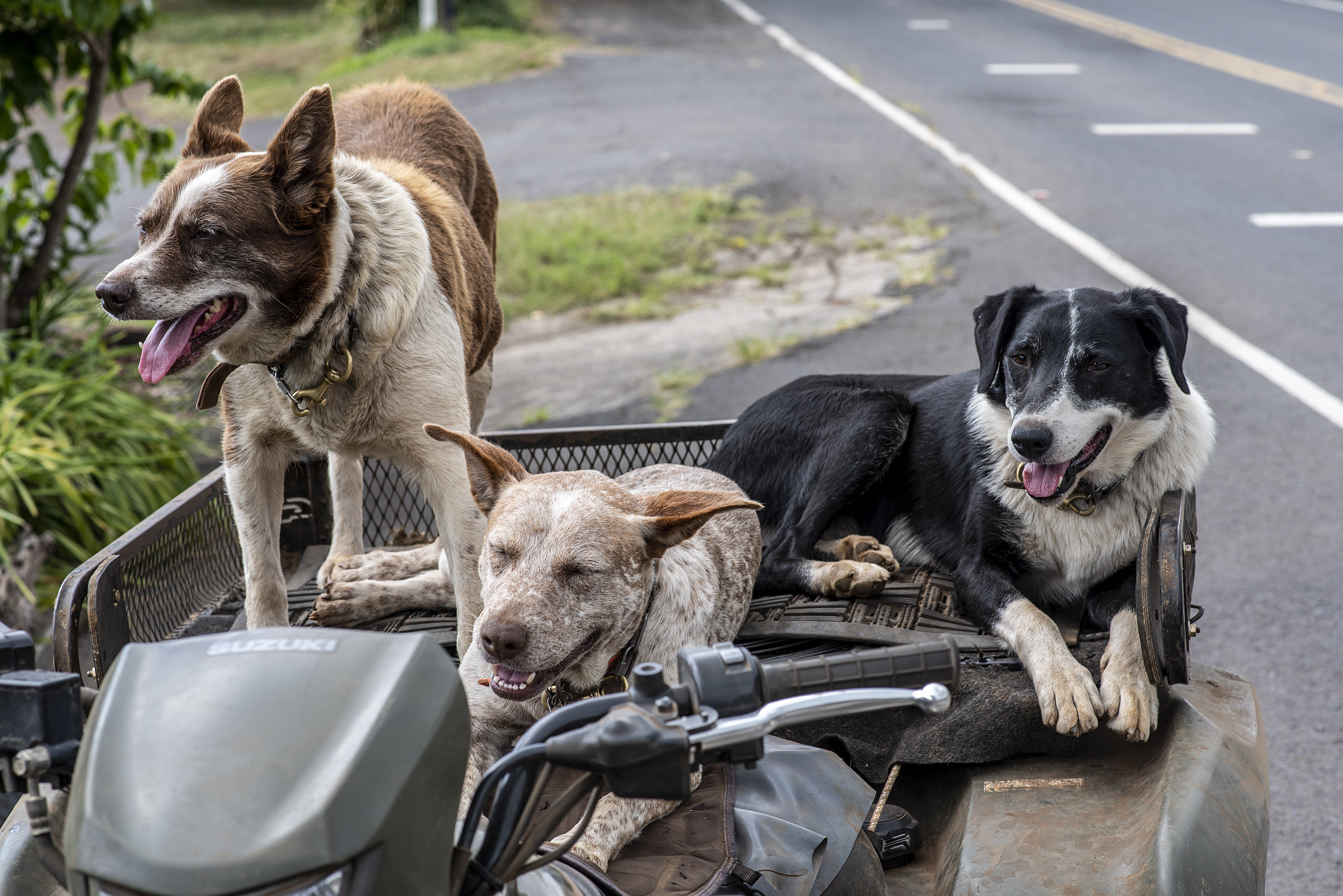 Hunde in Not