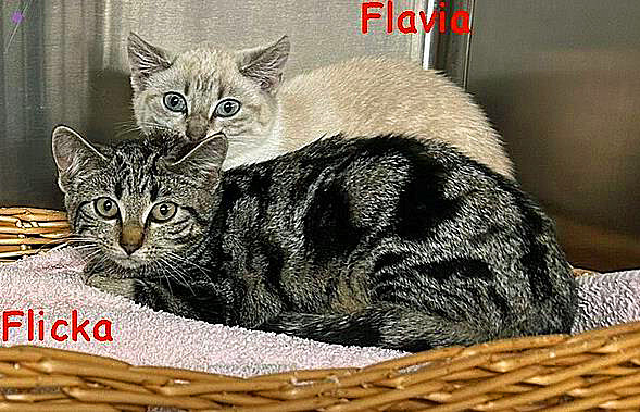 Flavia und Flicka