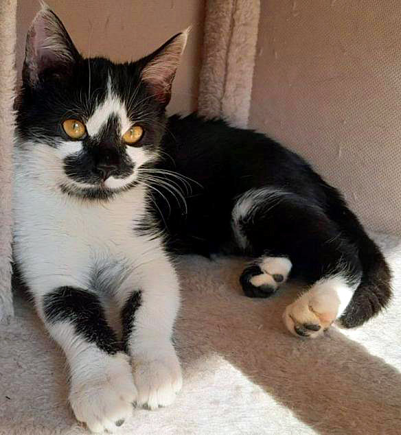 Isabella