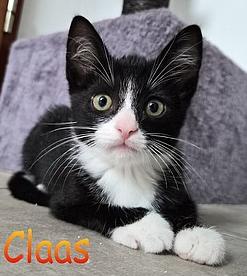Katzenkinder 03