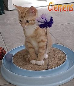 Katzenkinder 04