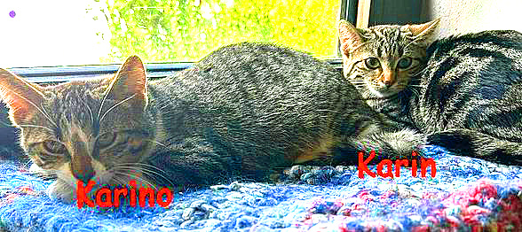 Katzenkinder Karino und Karin