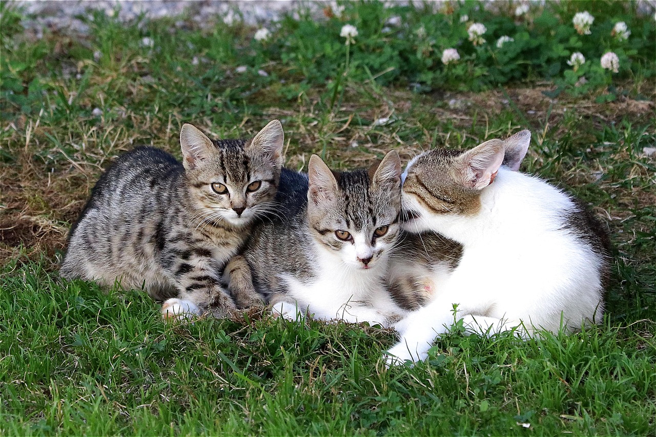 katzenkinder