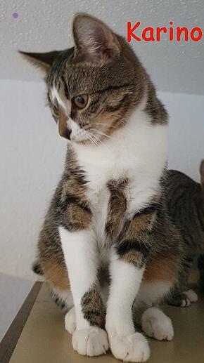 01 Karino
