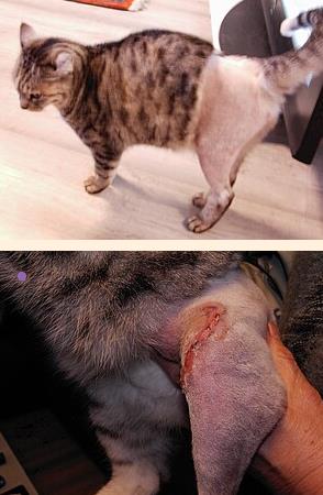 Verletzte Katze 1